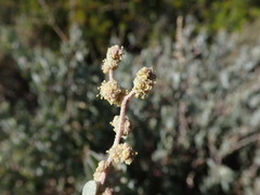 Atriplex vestita