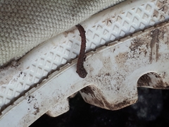 Haemadipsa zeylanica japonica