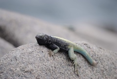 Microlophus quadrivittatus