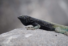 Microlophus quadrivittatus