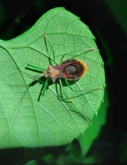 Ploeogaster