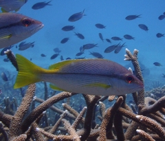 Lutjanus vitta