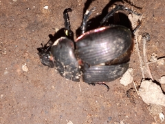 Phelotrupes laevistriatus