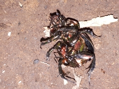 Phelotrupes laevistriatus