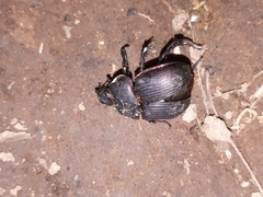 Phelotrupes laevistriatus