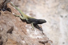 Microlophus quadrivittatus