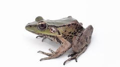 Lithobates palmipes