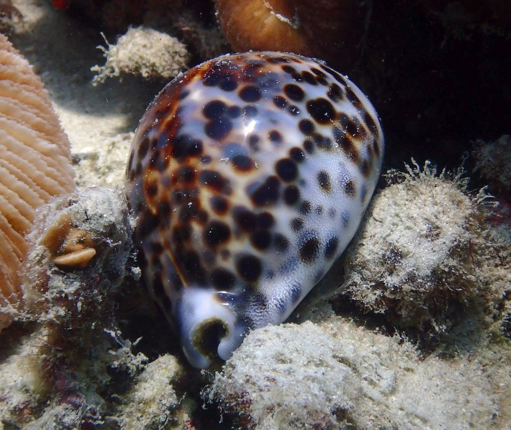Tiger cowrie