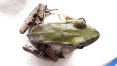 Lithobates palmipes