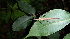 Pseudophasma bispinosum