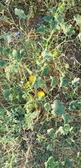 Cucumis melo agrestis