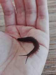 Peripatopsis clavigera