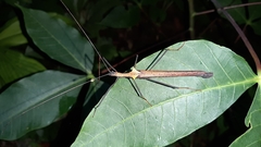 Pseudophasma bispinosum