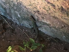 Podarcis muralis nigriventris