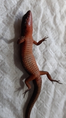 Loxopholis parietalis