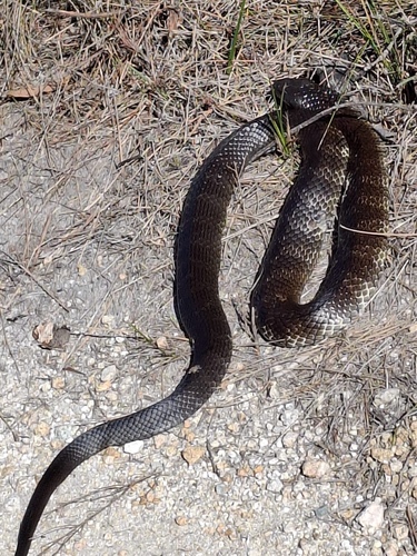 Tiger Snake sighting