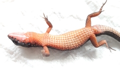 Loxopholis parietalis