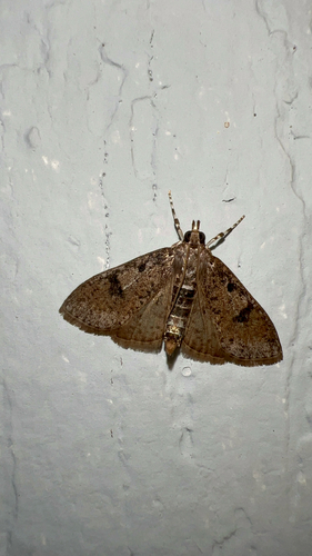 Splendid Palpita