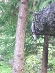 Plestiodon finitimus