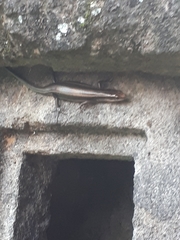 Plestiodon finitimus