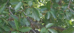 Quercus eduardii