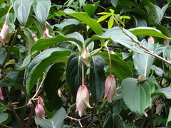 Medinilla magnifica