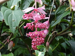 Medinilla magnifica