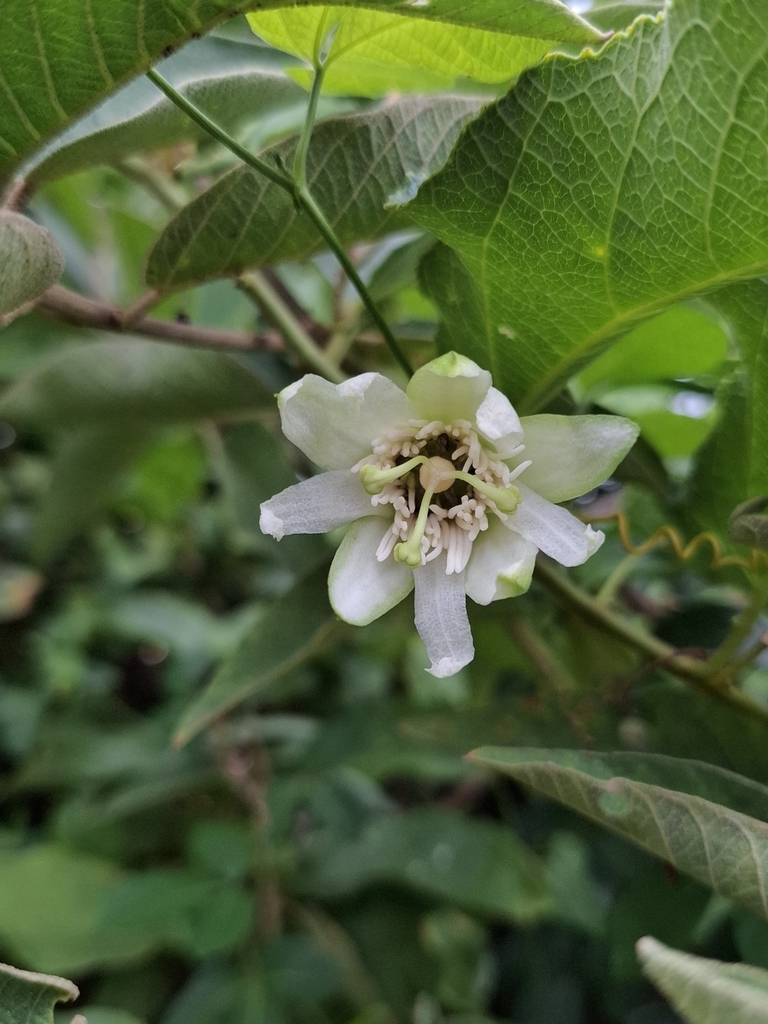 Passiflora farneyi