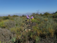 Chaenostoma caeruleum