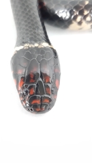 Micrurus surinamensis