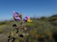 Chaenostoma caeruleum