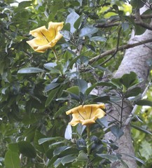 Solandra maxima