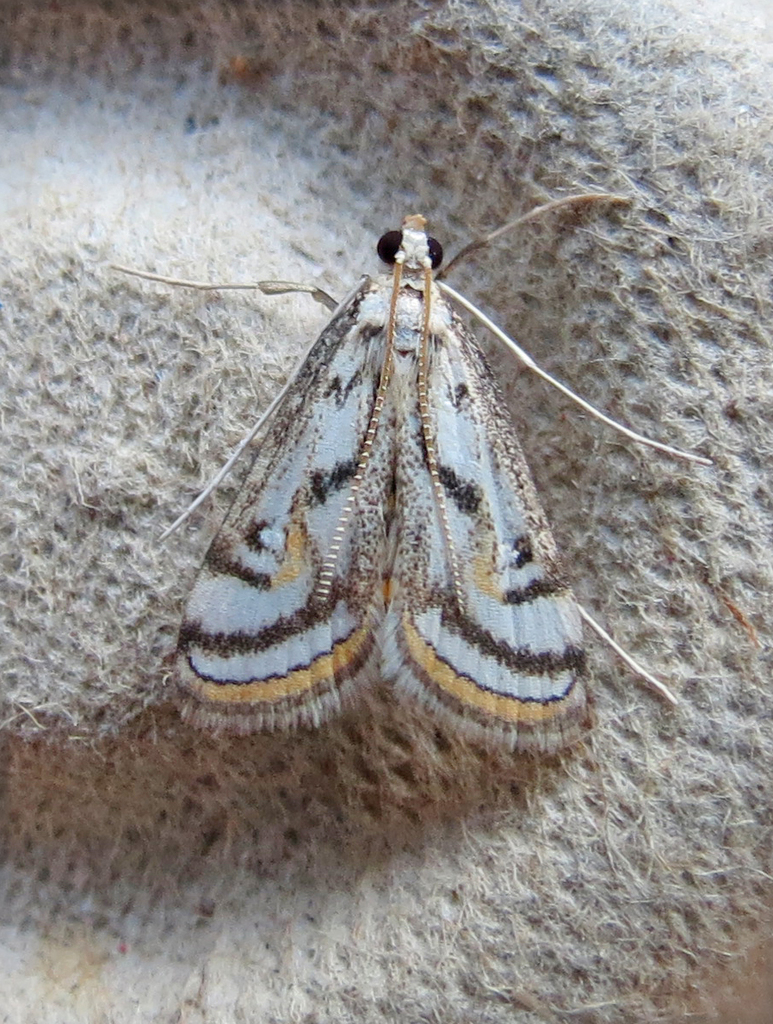 Chestnut-marked Pondweed Moth