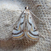 Chestnut-marked Pondweed Moth - Photo (c) Mark D. Read, some rights reserved (CC BY-NC), uploaded by Mark D. Read