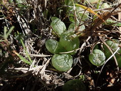 Bulbine mesembryanthemoides