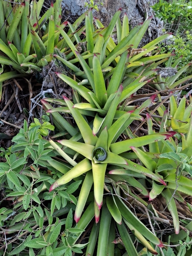Image of Neoregelia cruenta by no rights reserved