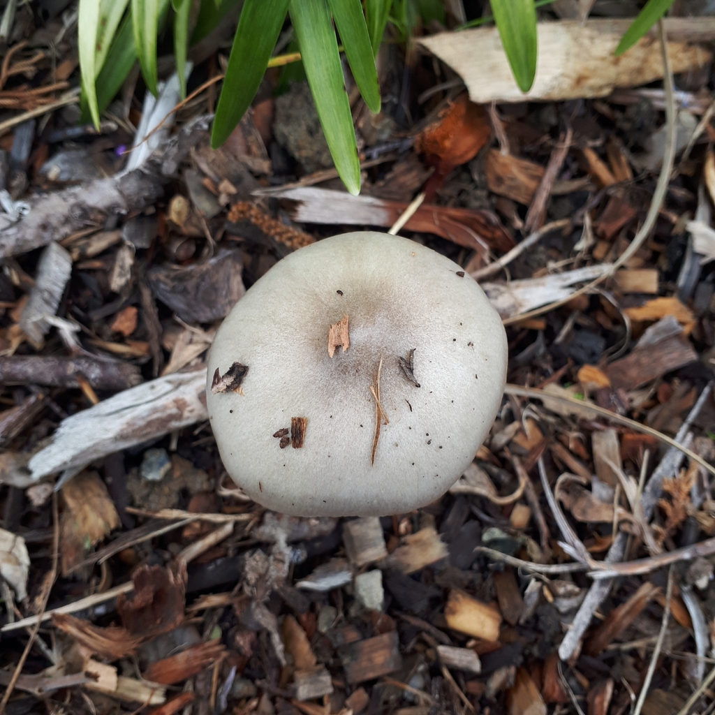 Volvopluteus gloiocephalus · April 2025 · photo: © dannali (iNaturalist, cc0)