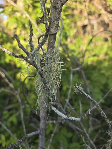 iNaturalist observation photo of bushy lichens