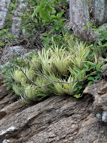 Tillandsia neglecta