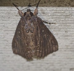 Ercheia dubia