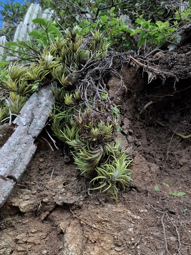 Tillandsia neglecta, photograph 2