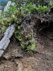 (c) Fabricio Carvalho da Silva, some rights reserved (CC BY) Tillandsia neglecta, photograph (c) Fabricio Carvalho da Silva, some rights reserved (CC BY)