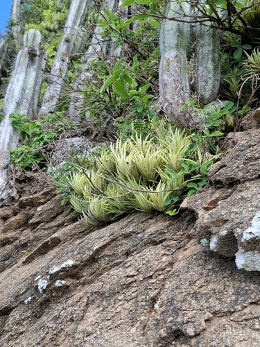 Tillandsia neglecta, photograph 3