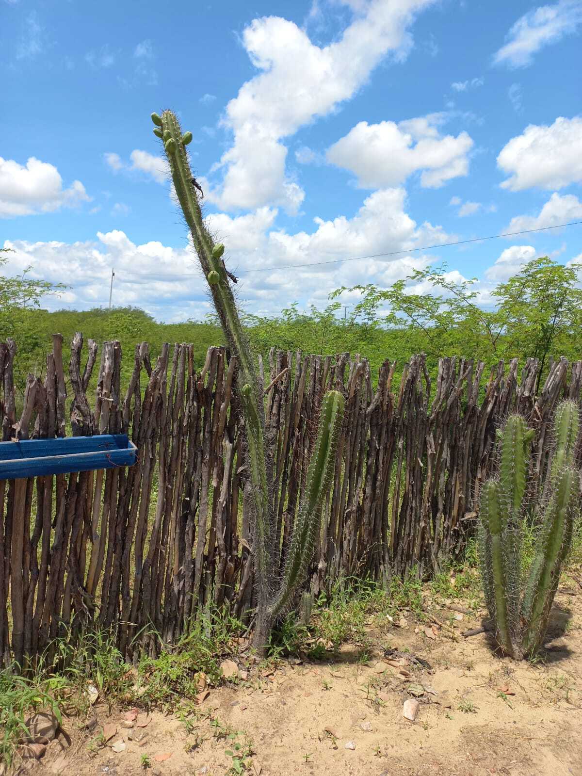 Cereus jamacaru