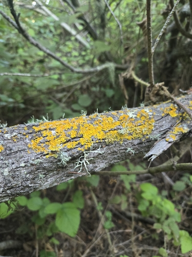 iNaturalist observation photo of Candleflame Lichens