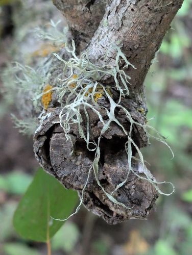 iNaturalist observation photo of bushy lichens
