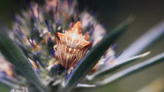 Ancyrosoma leucogrammes