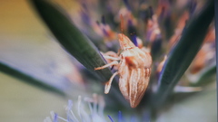 Ancyrosoma leucogrammes