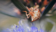 Ancyrosoma leucogrammes