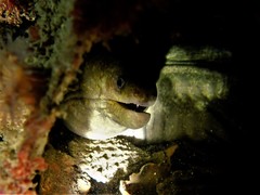 Gymnothorax pseudothyrsoideus